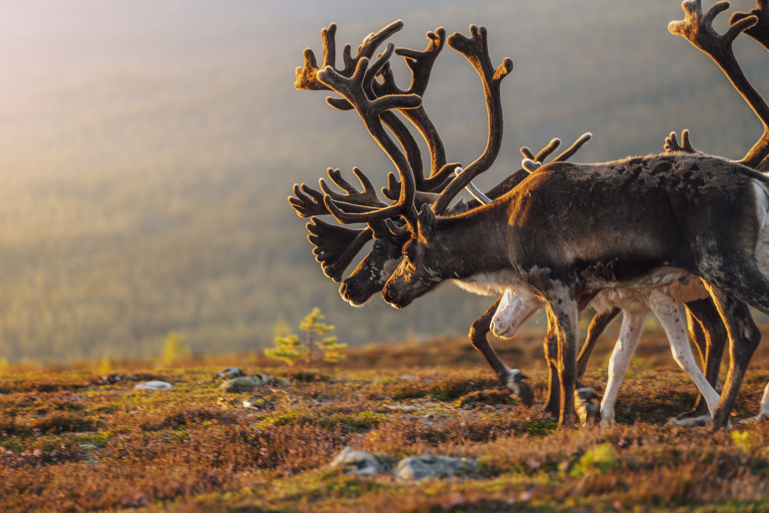 Bild på en sarv på fjället i solnedgång.