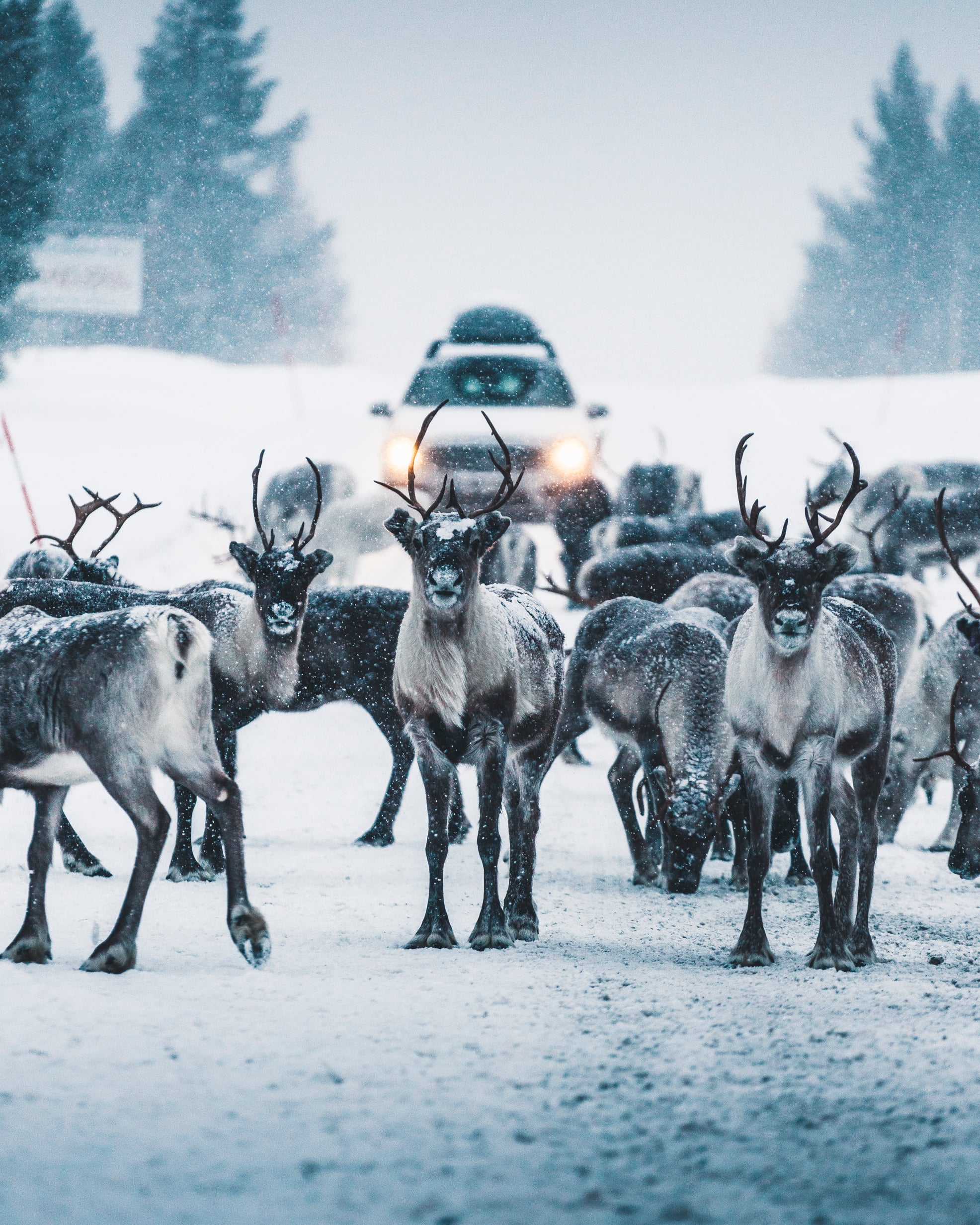 Renar på snötäckt väg med bil i bakgrunden