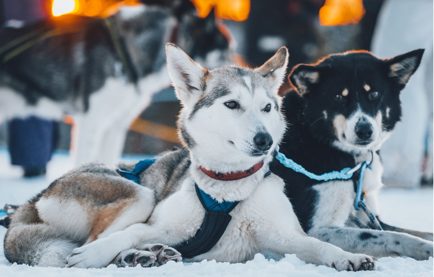 3956_aktiviteter_huskyturer_kennelbesok.jpg