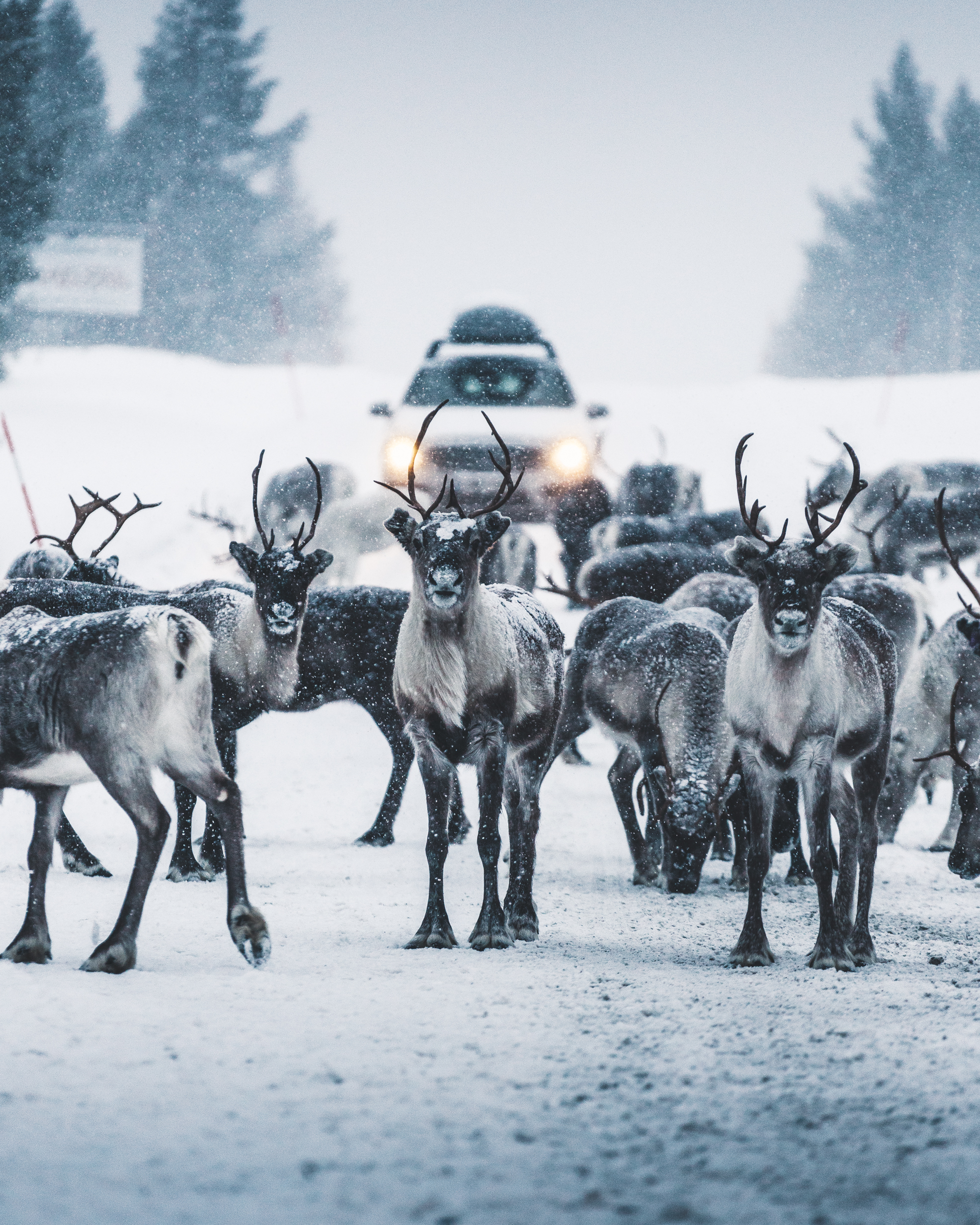 Renar på snötäckt väg med bil i bakgrunden